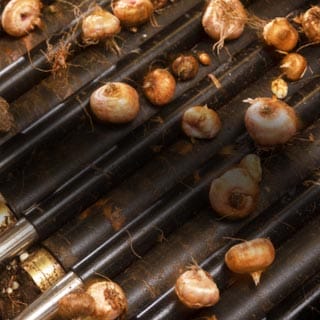 Automatically de-rooting flower bulbs