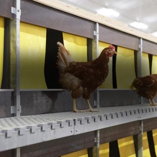 Efficiently operating nest system for poultry